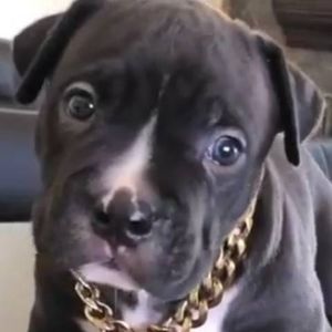 Meet your Posher, Bobbi